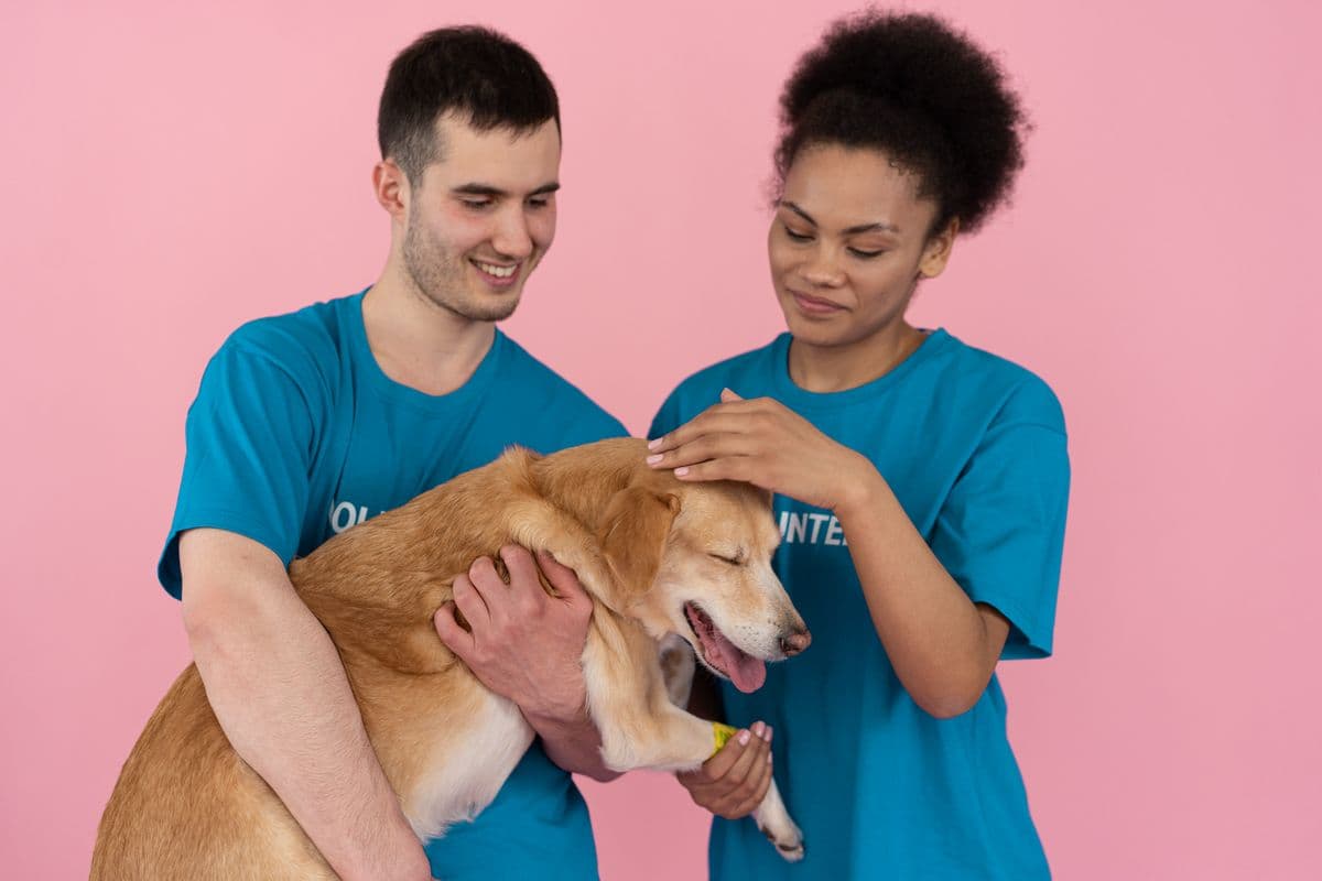 Ideas to Increase Donations to Animal Shelters