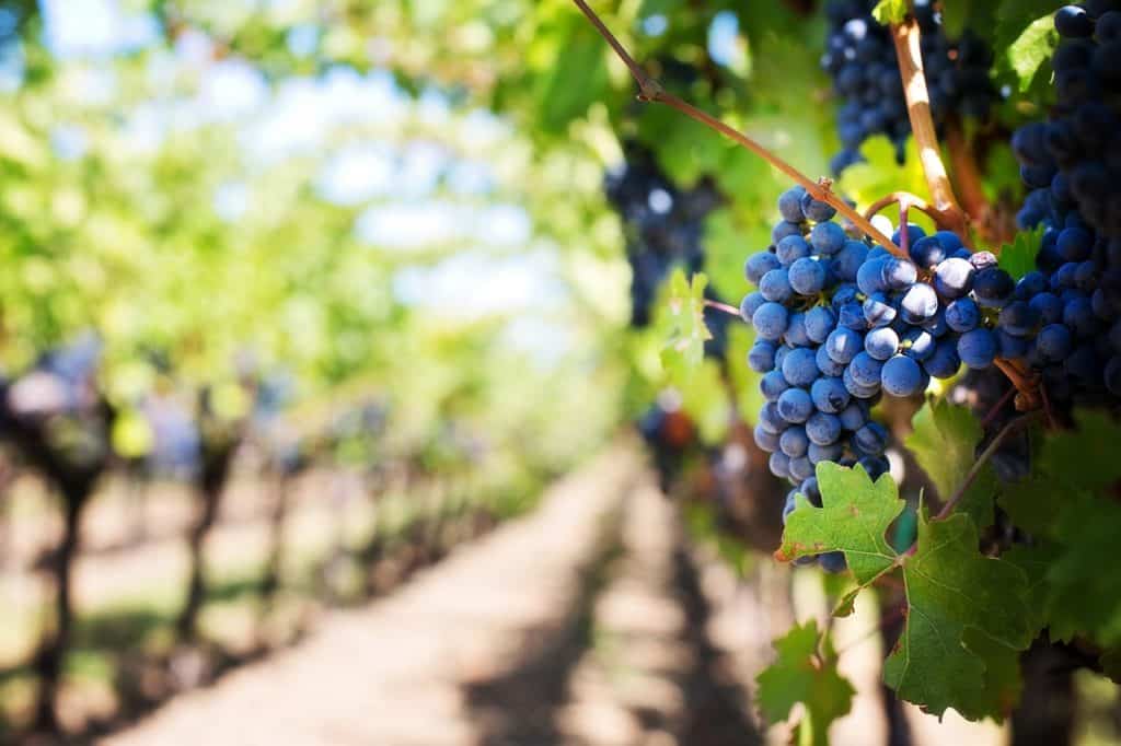 Grapes in a vineyard